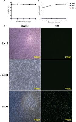 Adaptation of African swine fever virus to porcine kidney cells stably expressing CD163 and Siglec1